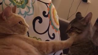 Cats play fighting with one another