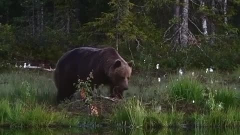 Bear Walking in the Divine Forest