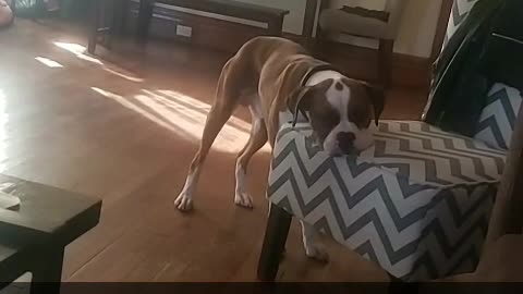 Doggo Falls Asleep While Standing Up