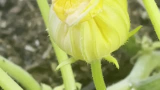 Bee Awakes from Nap in Flower Petals