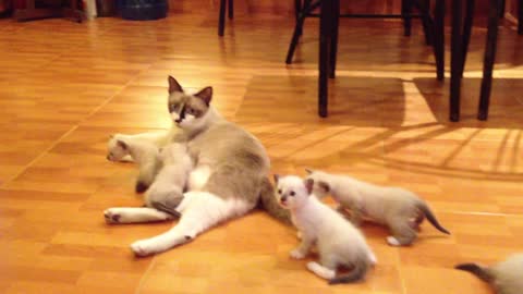 Cats and their mother