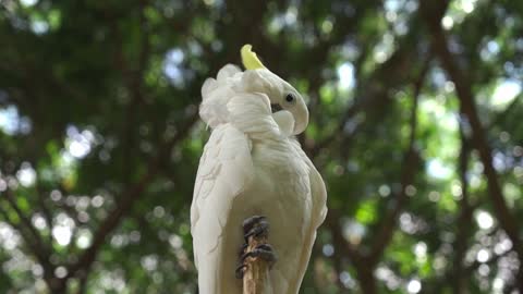 A parrot bird on a tree branch playing its beautiful feather