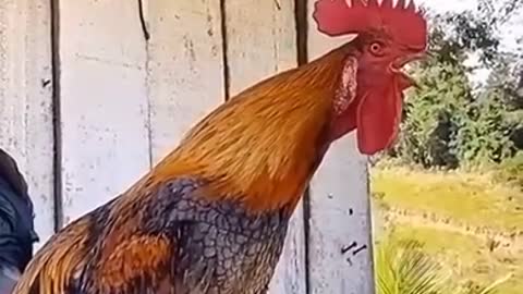 Rooster funny sound