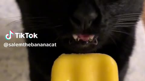 have you seen a cat eating ice cream?