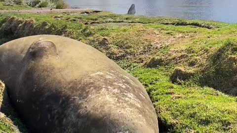 Southern Elephant Seal Snores on Sunny Day