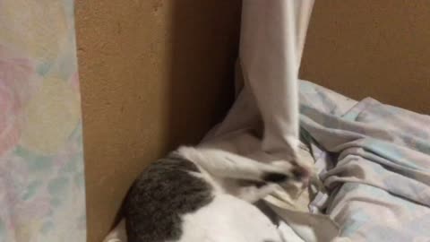 Cat plays with curtain and then licks tail