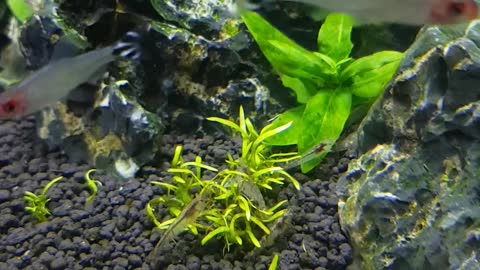 Small shrimp's meal time