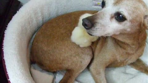 Gentle dog preciously tends to baby chick