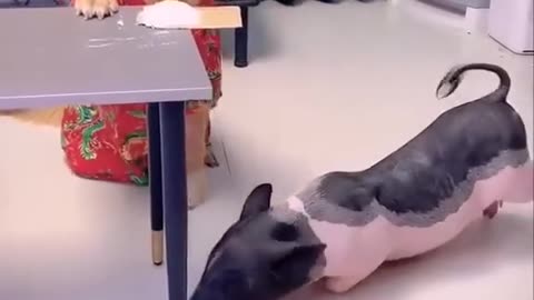 This is a very clever dog | Dog and the Pig #dog #dogvideo #viral #pig