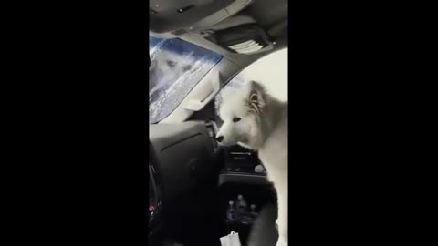 Curious Samoyed puppy experiences a car wash for the first time!