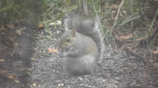 Squirrel Lunching