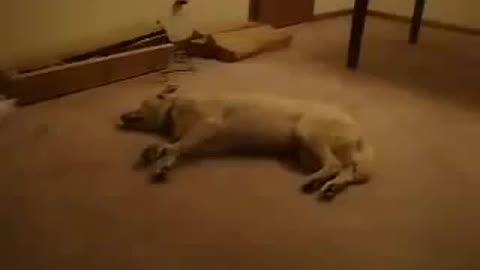 DOG GETS SCARED AND HITS WALL