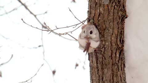 Ezo flying squirrel :D