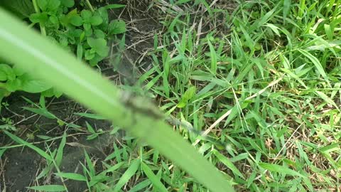 Commond Dragonfly on craspedia under the sunlight on a grass with a blurry free video