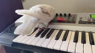 Pigeon Performs a Song and Dance on the Piano