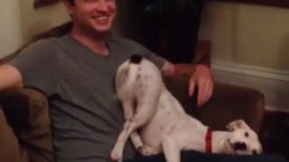 Dog sits funny on lap