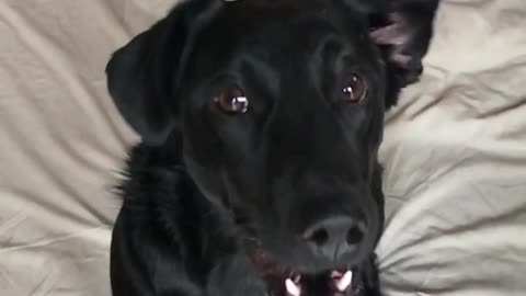 Slowmo black dog catches food on white bed