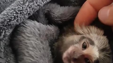 Funny baby monkey tired after taking a bath
