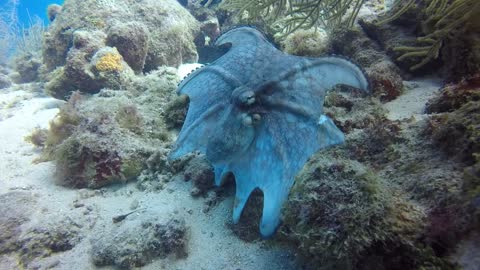 Interesting Octopus Display During Daytime Dive