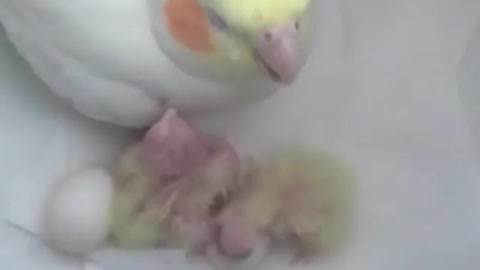 Female cockatiels take care of their new chicks as soon as the eggs hatch