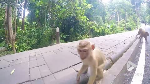 Cheeky monkey intrigued by GoPRo