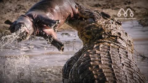 CROCODILE KILLING ADULT HYPOPOTHAMUS?