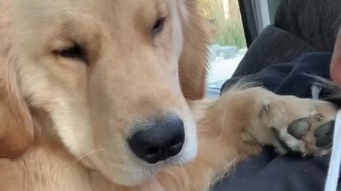 Golden Puppy Cuddles