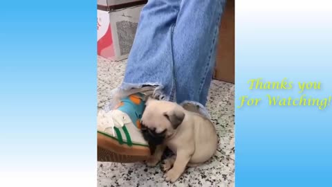 Cute pets with funny moves