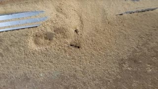 Carpenter Ants in a wood door