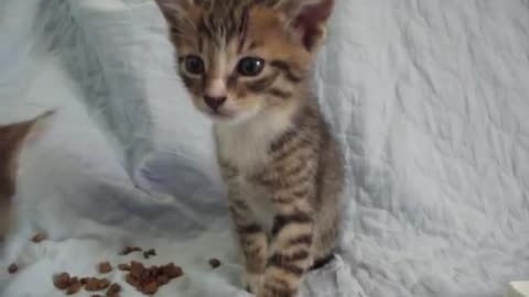 Kitten Tries His Best To Stay Awake For Playtime