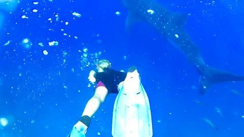 Women swimming with a very dangerous shark in the ocean