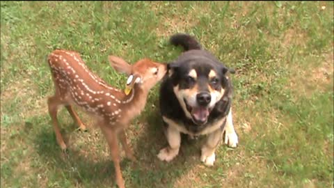 Dog babysits baby fawn.