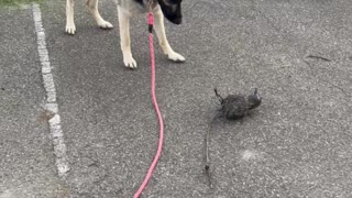 German Shepherd Dog Curiosity Over Fake Bird