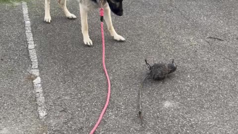 German Shepherd Dog Curiosity Over Fake Bird