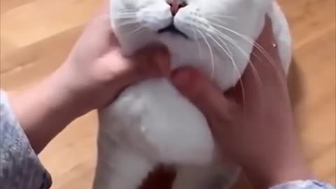 Funny Cat Video