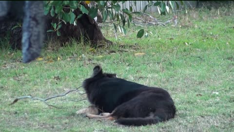 German Shepard Puppy Plays with Stick