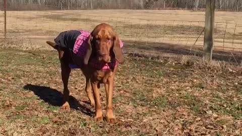 Bloodhounds aren’t made for raincoats