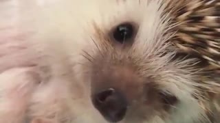 Hedgehog Waiting Family Members For Food Time