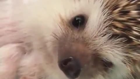 Hedgehog Waiting Family Members For Food Time