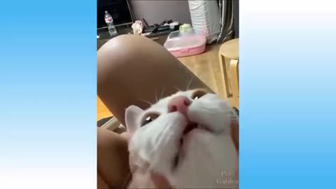 Cute Pets And Funny Animals Funny moment