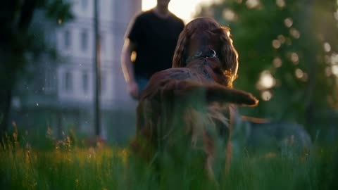 The dog breed irish setter running away his host playing on the grass at summer sunset