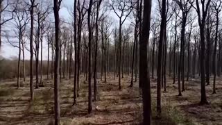 ‘This trunk is exceptional’ Forestry officials seek trees to rebuild Notre Dame