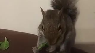 Squeaky Eating his Power Greens