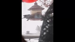 Parakeet in a Blizzard