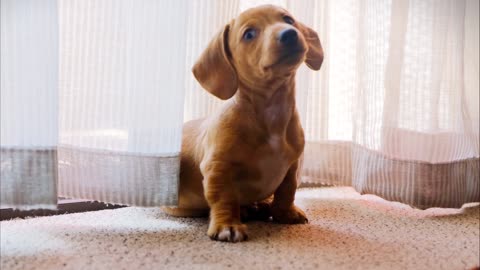 Cute puppy playing with camera