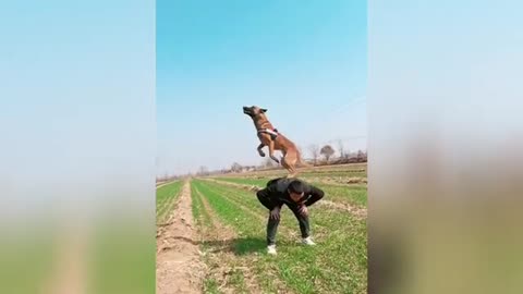 smart dog crazy jump
