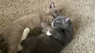 Kittens grooming
