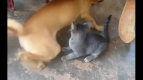 CATS AND DOGS #3 Awesome Friendship - Funny Cat and Dog Vines COMBINATION