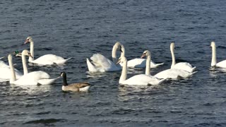 Swans birds