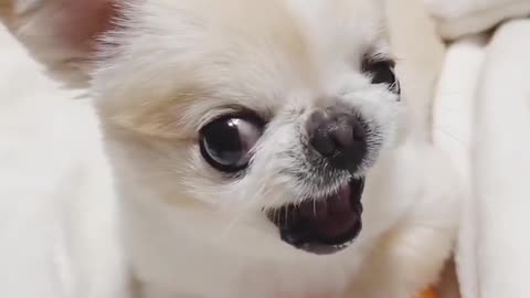 Funny Puppy|Hold Your Laugh